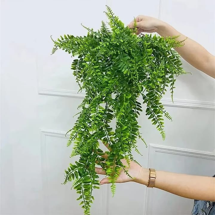 The Hanging Fern Vine