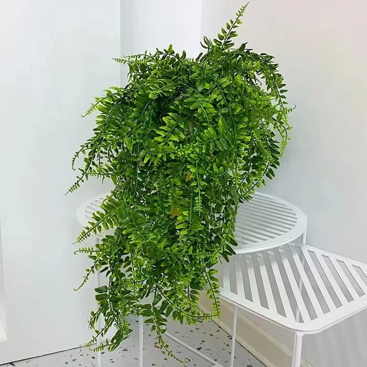 The Hanging Fern Vine