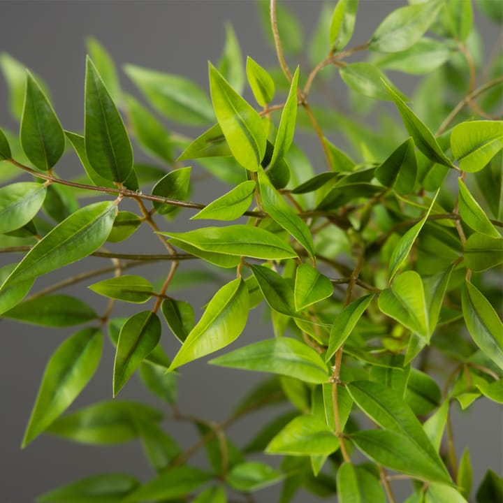 The Nandina Branch Tree