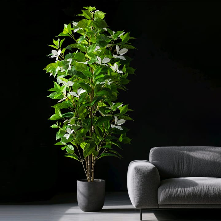 The Ficus Leaf Study