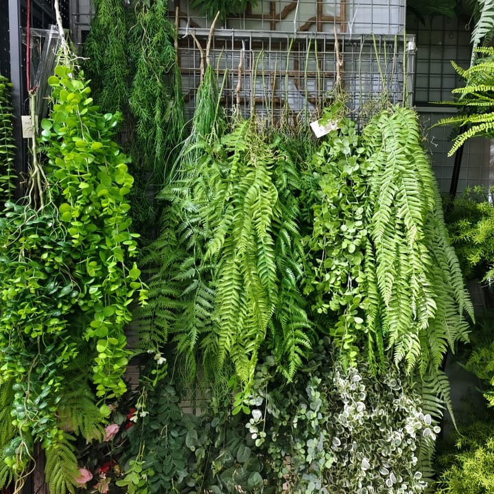 The Cascading Fern Vine