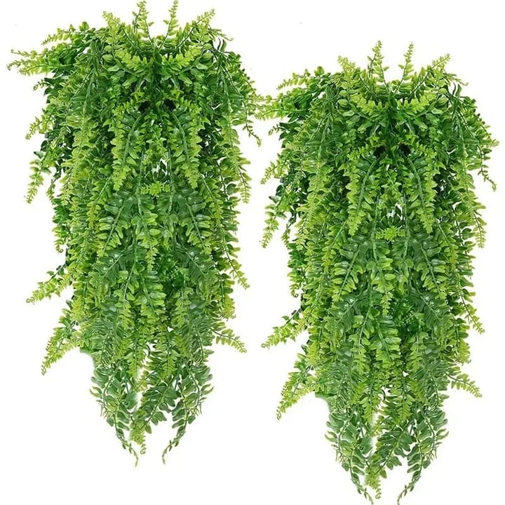 The Hanging Fern Vine
