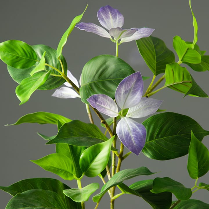 The Ficus Leaf Study, Light purple
