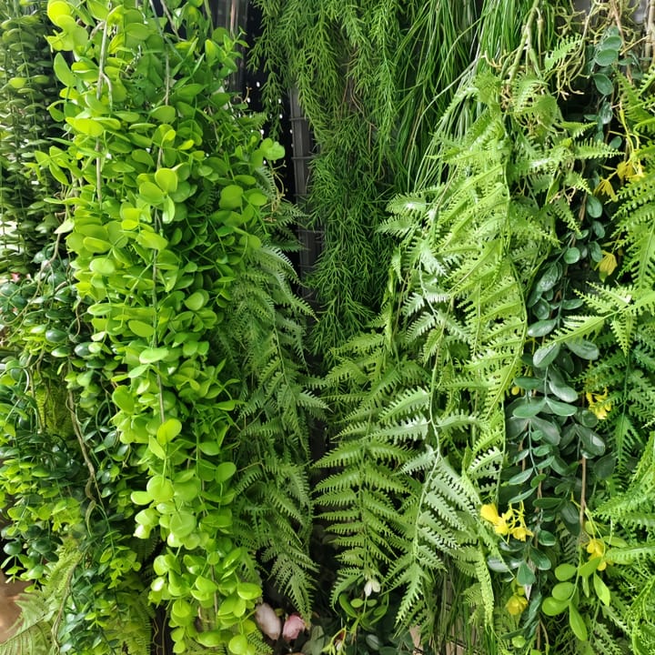 The Cascading Fern Vine