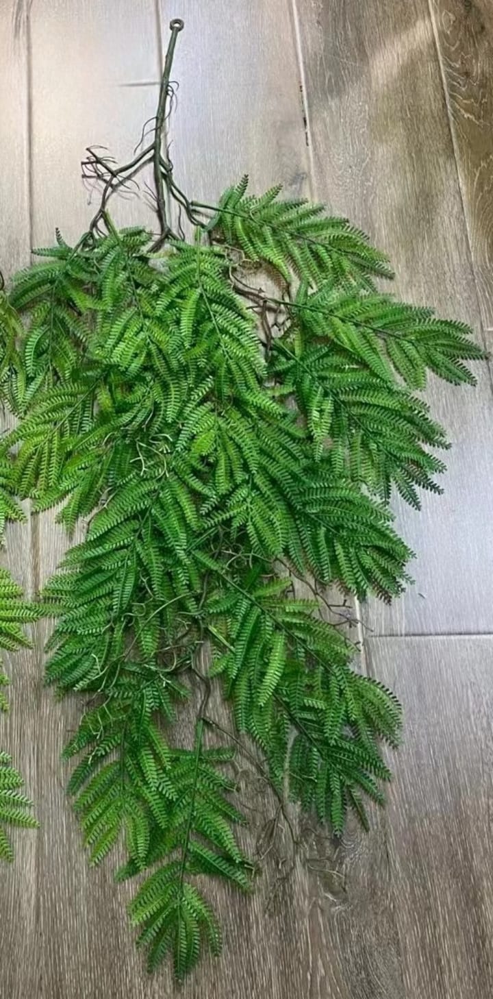 The Cascading Fern Vine, Green fern-like leaves