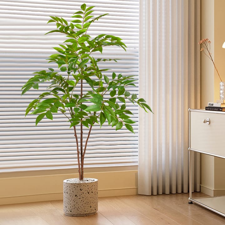 The Ficus Branch Study
