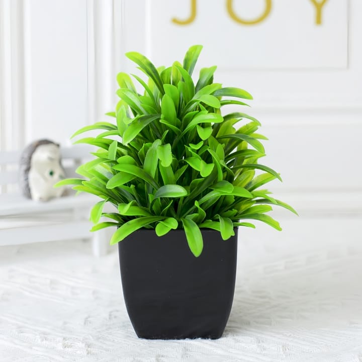The Mini Potted Green, Fern
