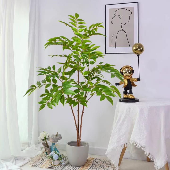 The Ficus Branch Study