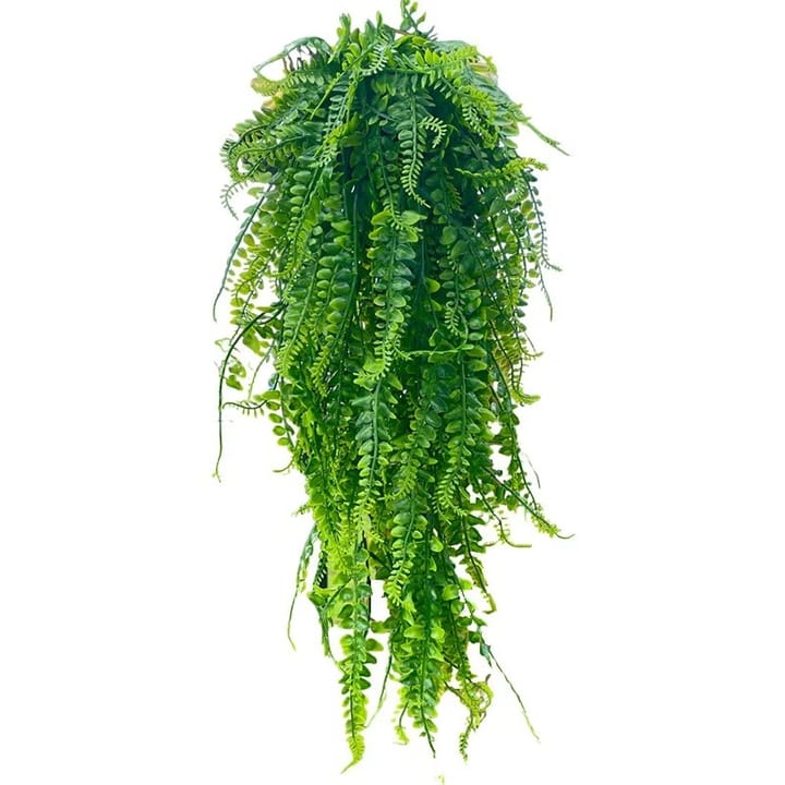 The Hanging Fern Vine, 1 vine