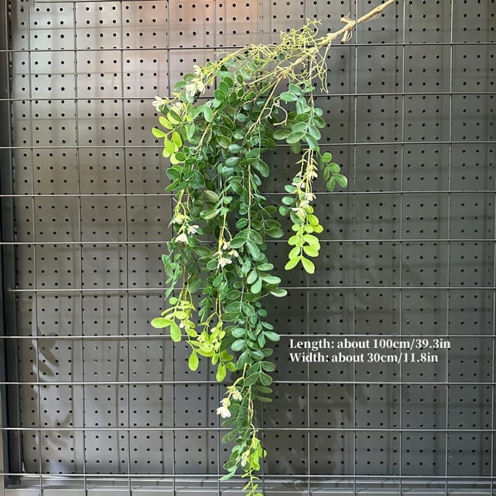 The Cascading Fern Vine, Green round leaves