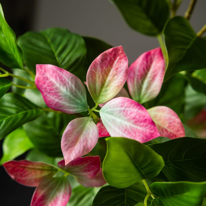 The Ficus Leaf Study, Rose