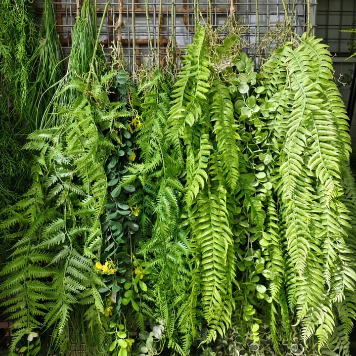 The Cascading Fern Vine
