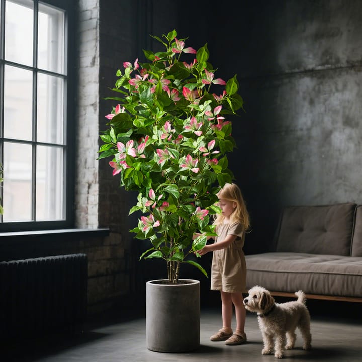 The Ficus Leaf Study
