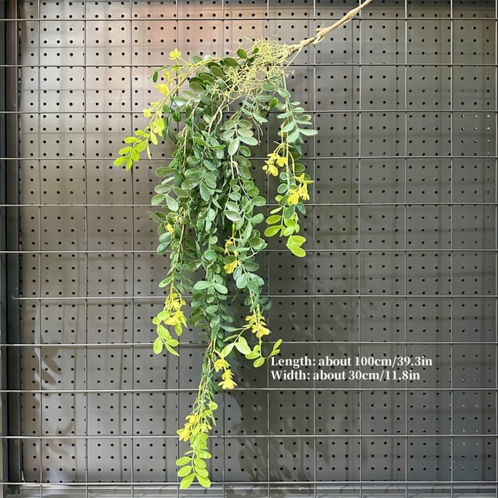 The Cascading Fern Vine, Green and yellow round leaves