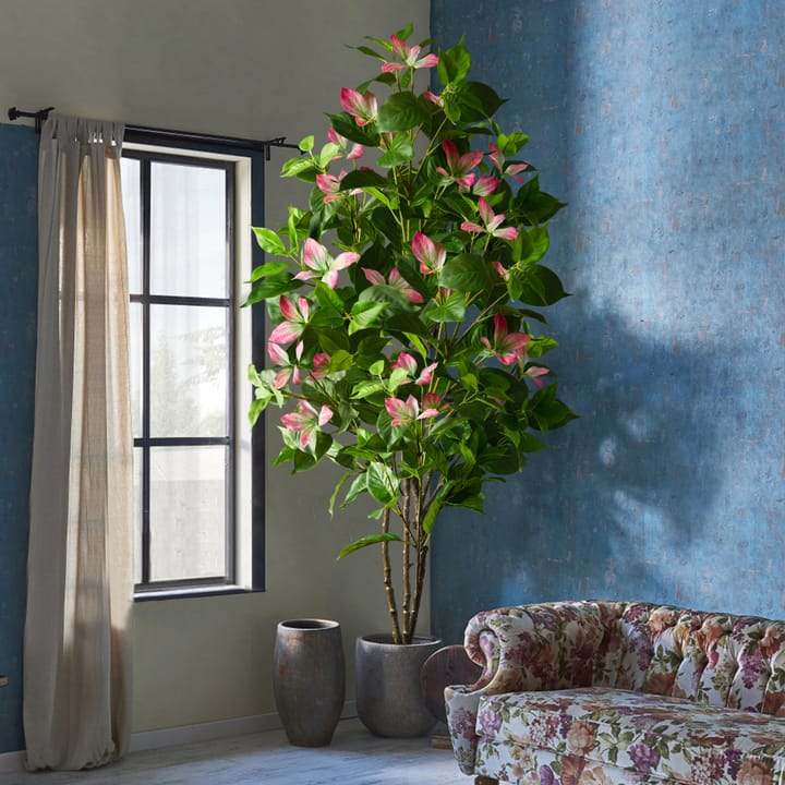 The Ficus Leaf Study