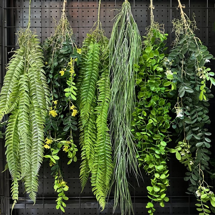 The Cascading Fern Vine