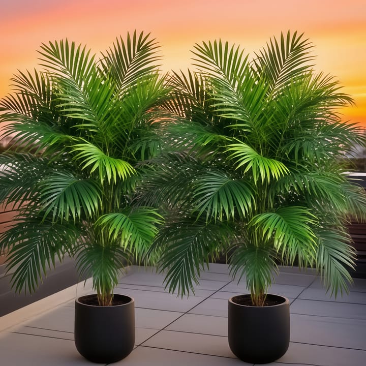 The Pineapple Palm Stand