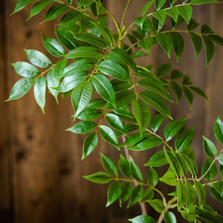 The Ficus Branch Study