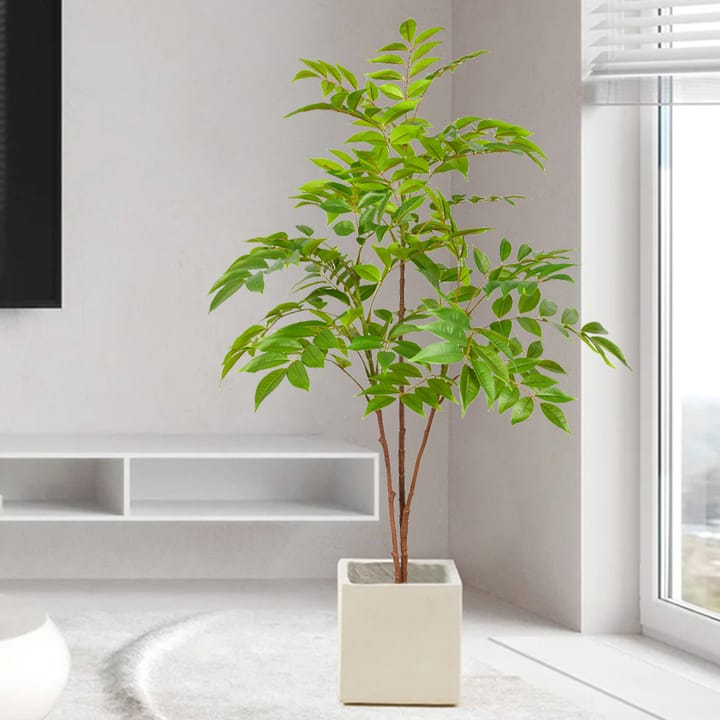 The Ficus Branch Study