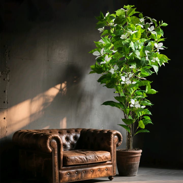 The Ficus Leaf Study