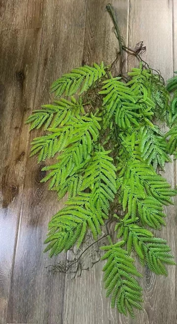 The Cascading Fern Vine, Light green fern-like leaves