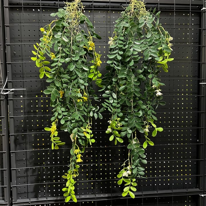 The Cascading Fern Vine