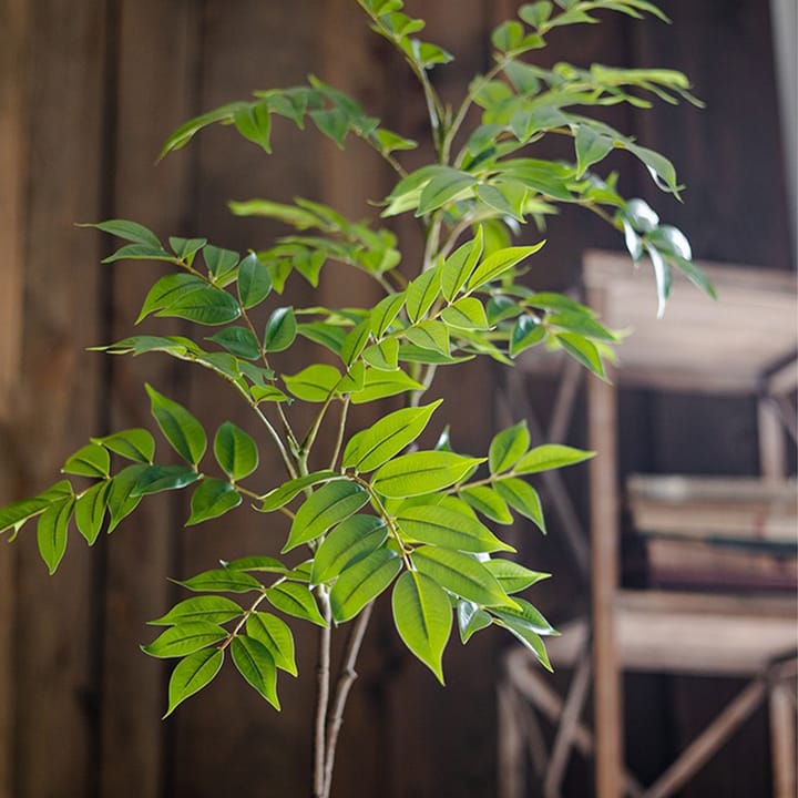 The Ficus Branch Study